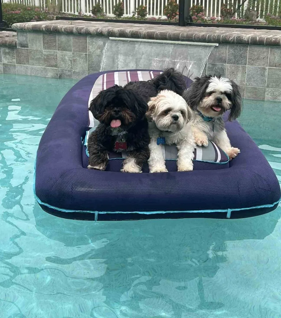 Taz, Sully, and Dash, the three real dogs behind the D-Squad, crowded together on a yellow pool float