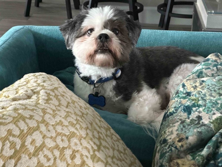 Photograph of Dash