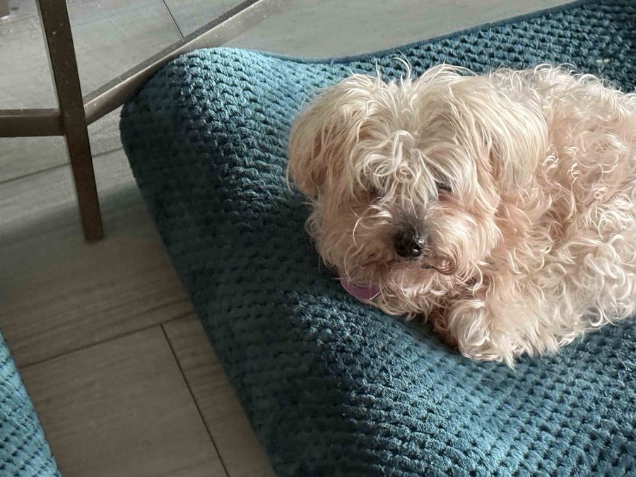 Photograph of Phoebe