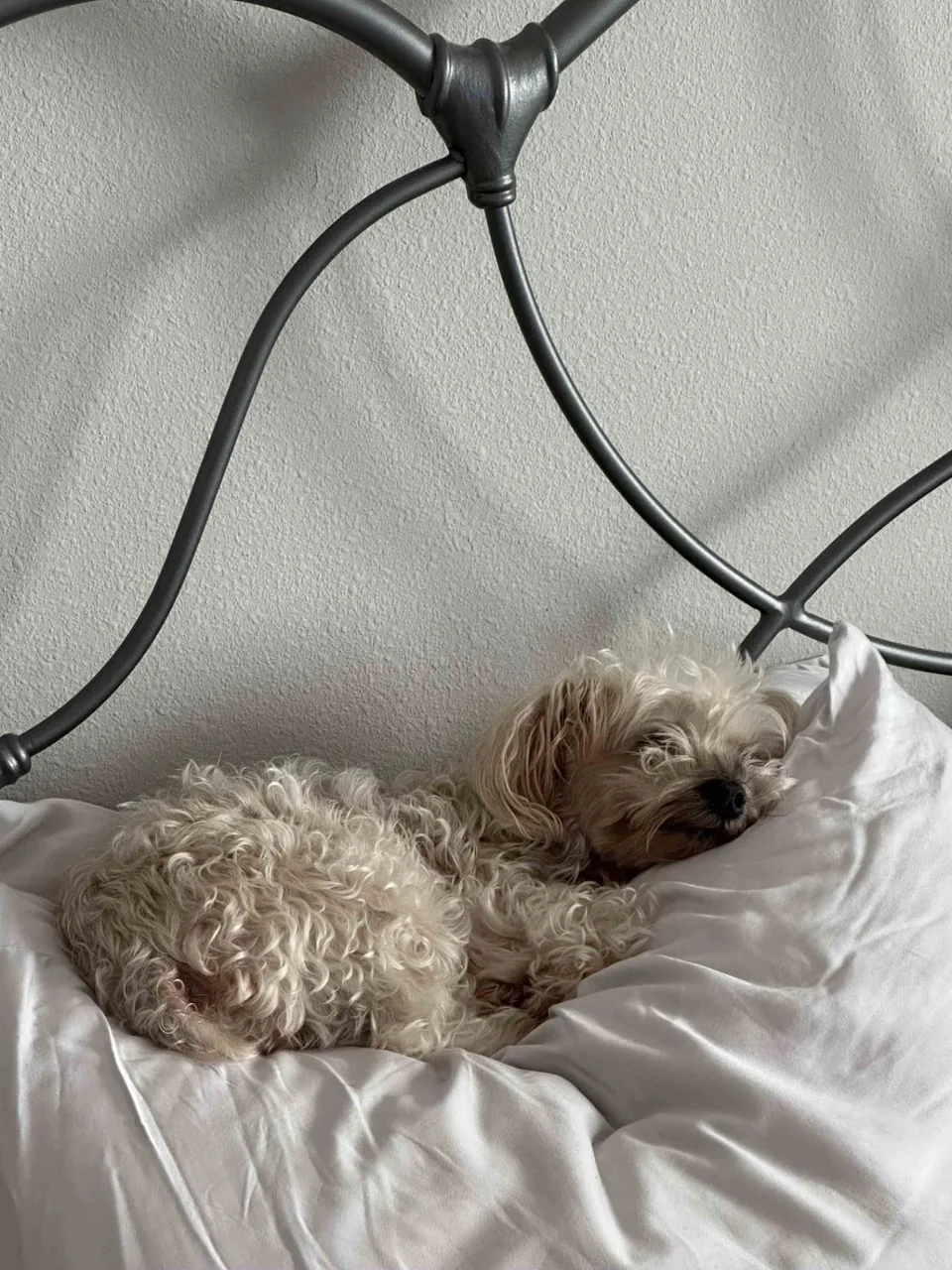 Phoebe, a cream-colored curly dog, curled up on a bed